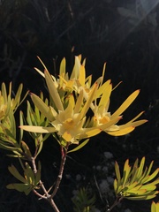Leucadendron eucalyptifolium
