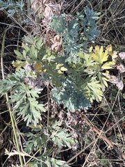 Artemisia absinthium