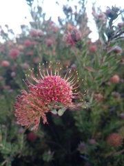 Leucospermum calligerum