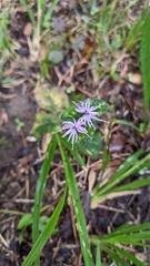 Elephantopus tomentosus