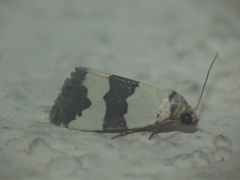 Maliattha quadripartita