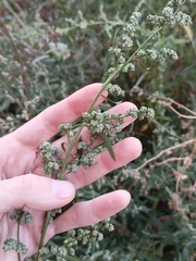 Chenopodium betaceum