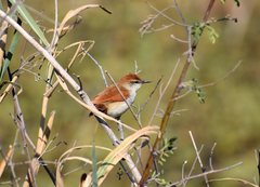 Certhiaxis cinnamomeus