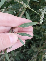 Chenopodium betaceum