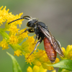 Sphecodes albilabris