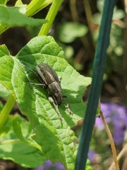 Naupactus leucoloma
