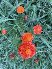 Tagetes