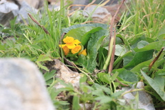 Caltha palustris