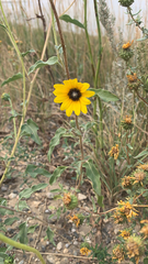 Helianthus petiolaris