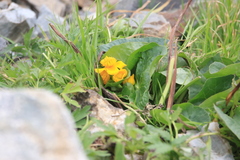Caltha palustris