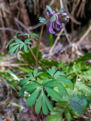 Corydalis solida