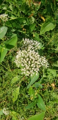 Eupatorium serotinum