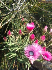 Phaenocoma prolifera