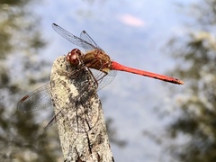Sympetrum vicinum