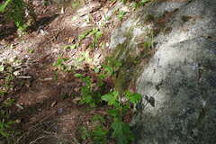 Nabalus trifoliolatus