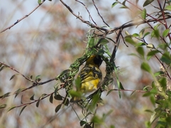 Ploceus velatus