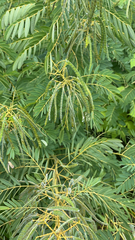 Senna hebecarpa