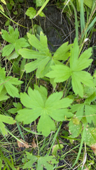 Anemonastrum canadense
