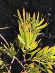 Leucadendron eucalyptifolium