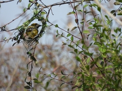 Ploceus velatus