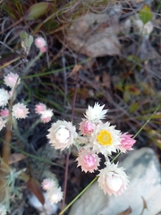 Achyranthemum paniculatum