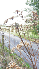 Heracleum sphondylium