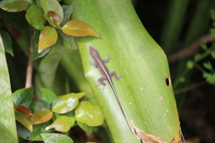 Anolis grahami