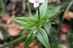 Epilobium adenocaulon
