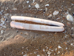 Ensis