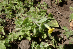 Erythranthe moschata