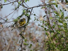Ploceus velatus