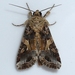 Yellow-striped Armyworm Moth - Photo (c) Ilona L, some rights reserved (CC BY-NC-SA)