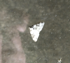 Xanthorhoe fluctuata