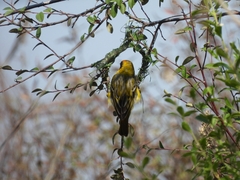 Ploceus velatus