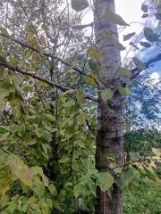 Populus × sibirica
