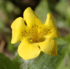 Erythranthe moschata