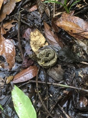 Bothrops jararaca