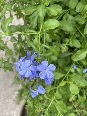 Plumbago