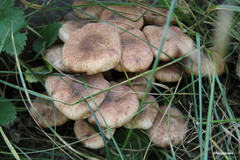 Armillaria borealis