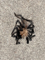 Aphonopelma