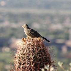 Toxostoma curvirostre