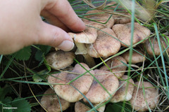 Armillaria borealis