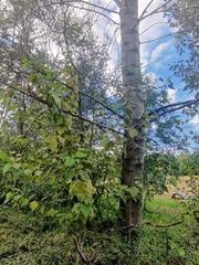 Populus × sibirica