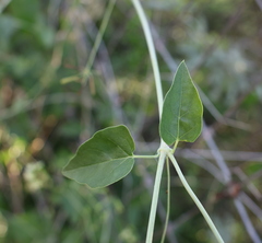 Commicarpus scandens