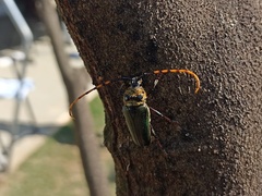 Retrachydes thoracicus