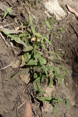 Pseudostellaria jamesiana