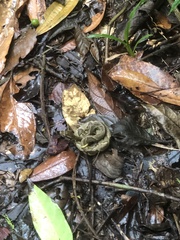 Bothrops jararaca