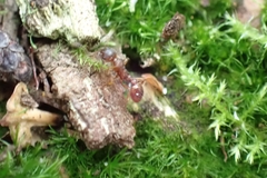 Myrmica rubra