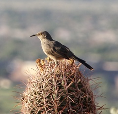 Toxostoma curvirostre