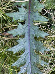 Cirsium palustre